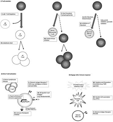 Is It Possible to Separate the Graft-Versus-Leukemia (GVL) Effect Against B Cell Acute Lymphoblastic Leukemia From Graft-Versus-Host Disease (GVHD) After Hematopoietic Cell Transplant?